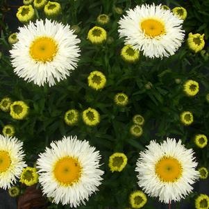 REAL GALAXY SHASTA DAISY